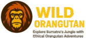 Wild Orangutan